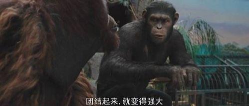 猩球崛起在线观看,重燃原始野性，在线见证猿类崛起传奇