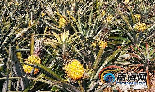 菠萝在线,探索数字世界的无限可能