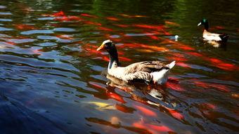 与鸭共舞在线观看